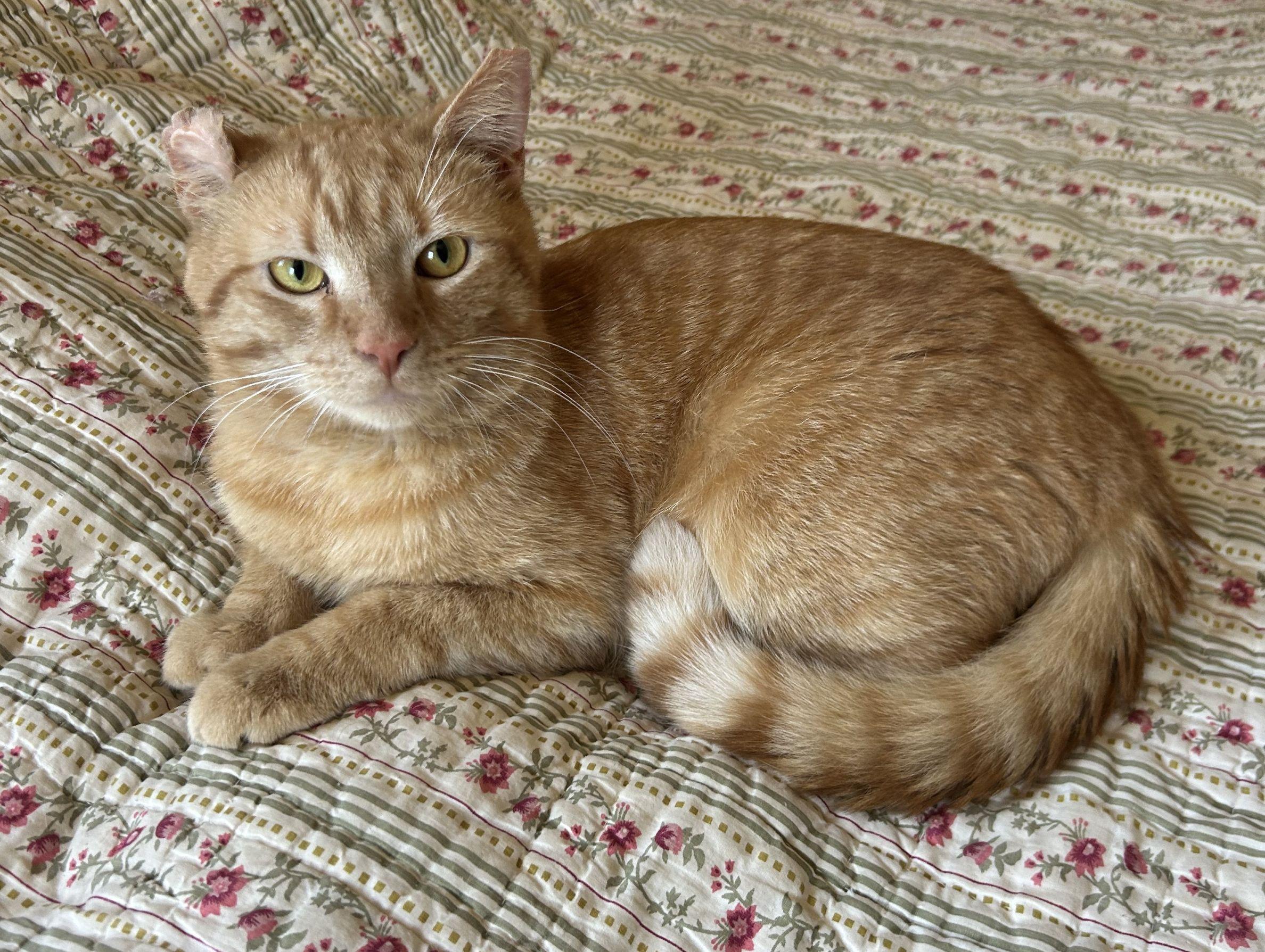 Colbert, adopted, Adult Male Domestic Short Hair.