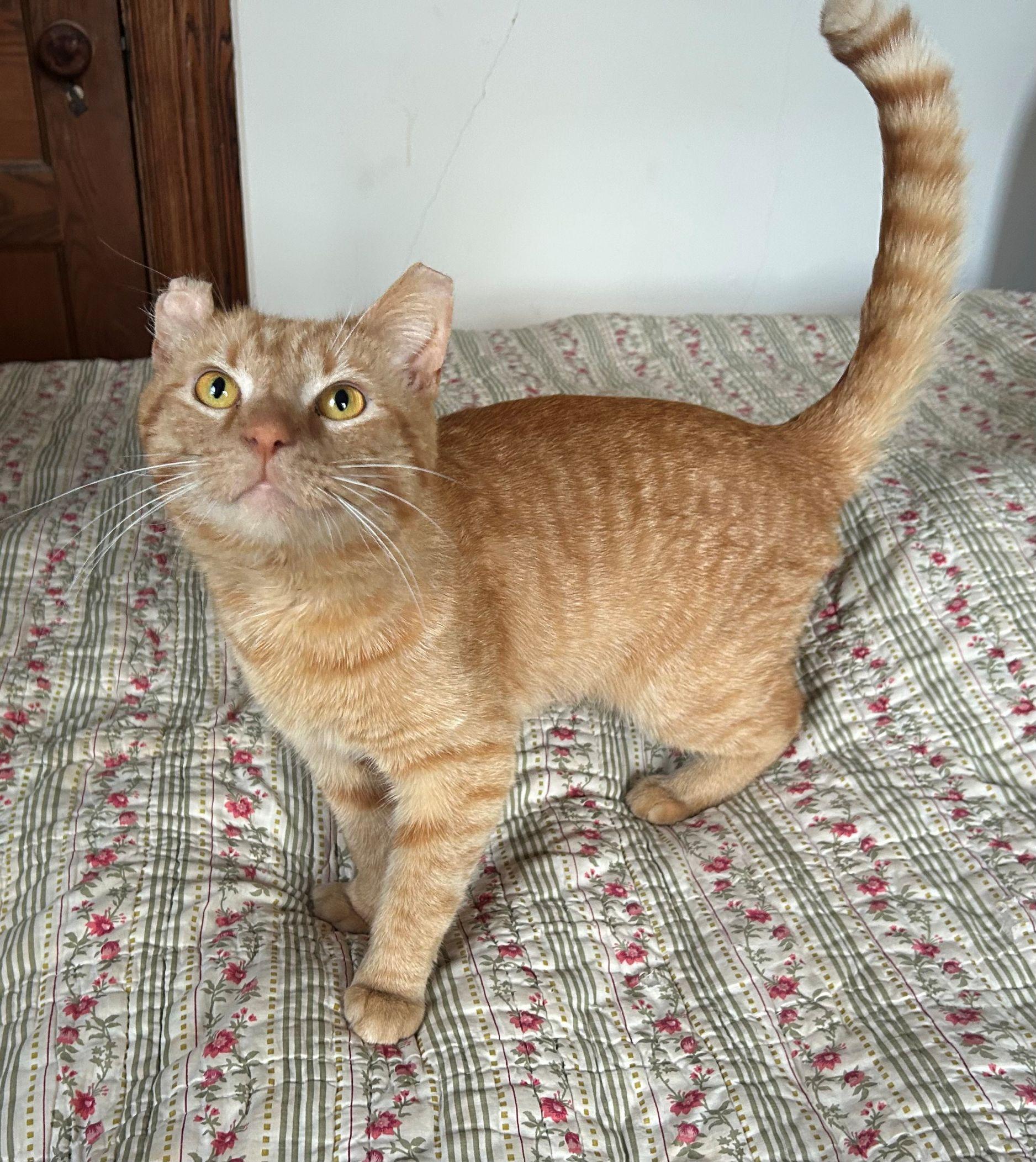 Colbert, an adopted Domestic Short Hair in College Park, MD image 4/6