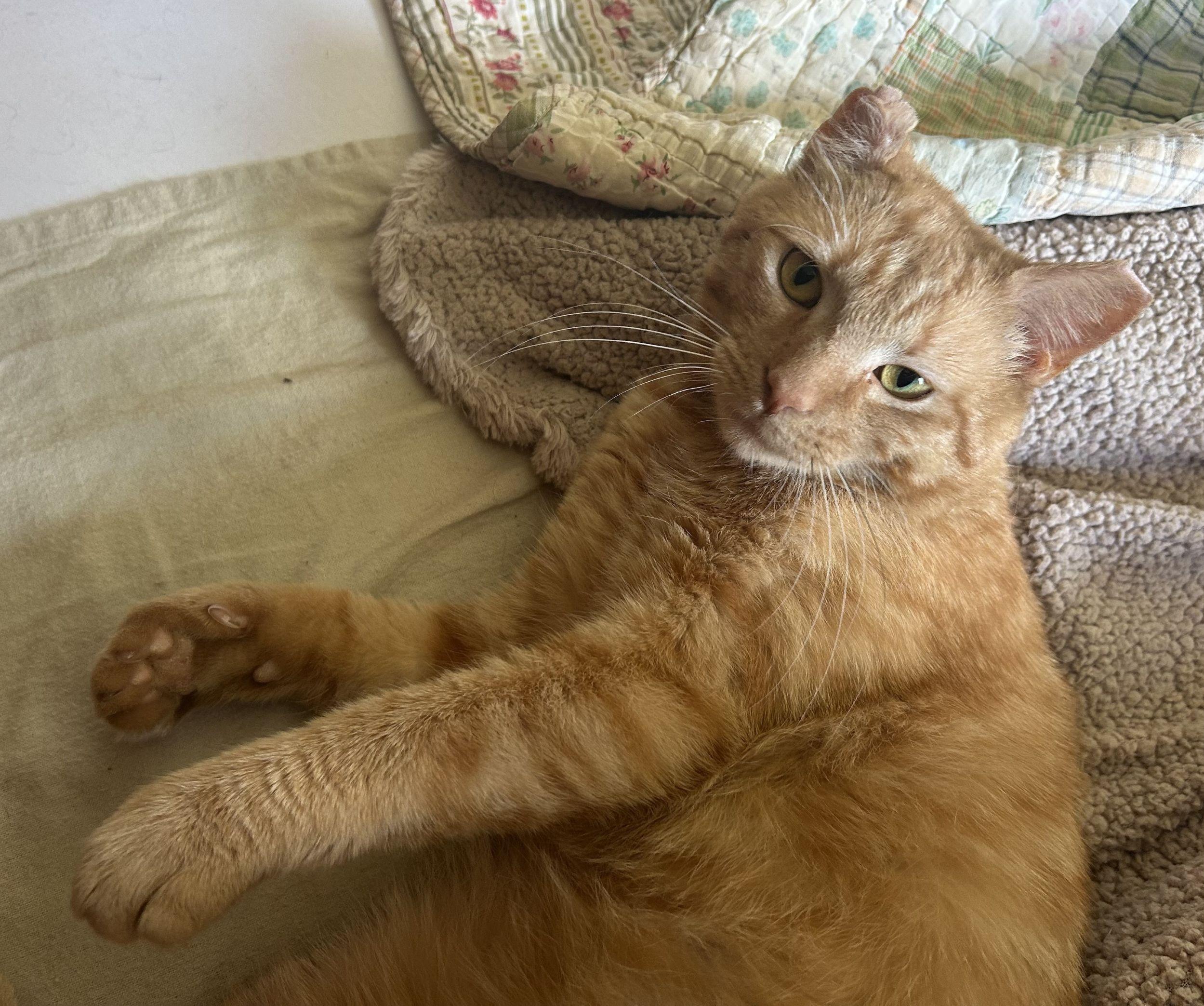 Colbert, an adopted Domestic Short Hair in College Park, MD image 3/6