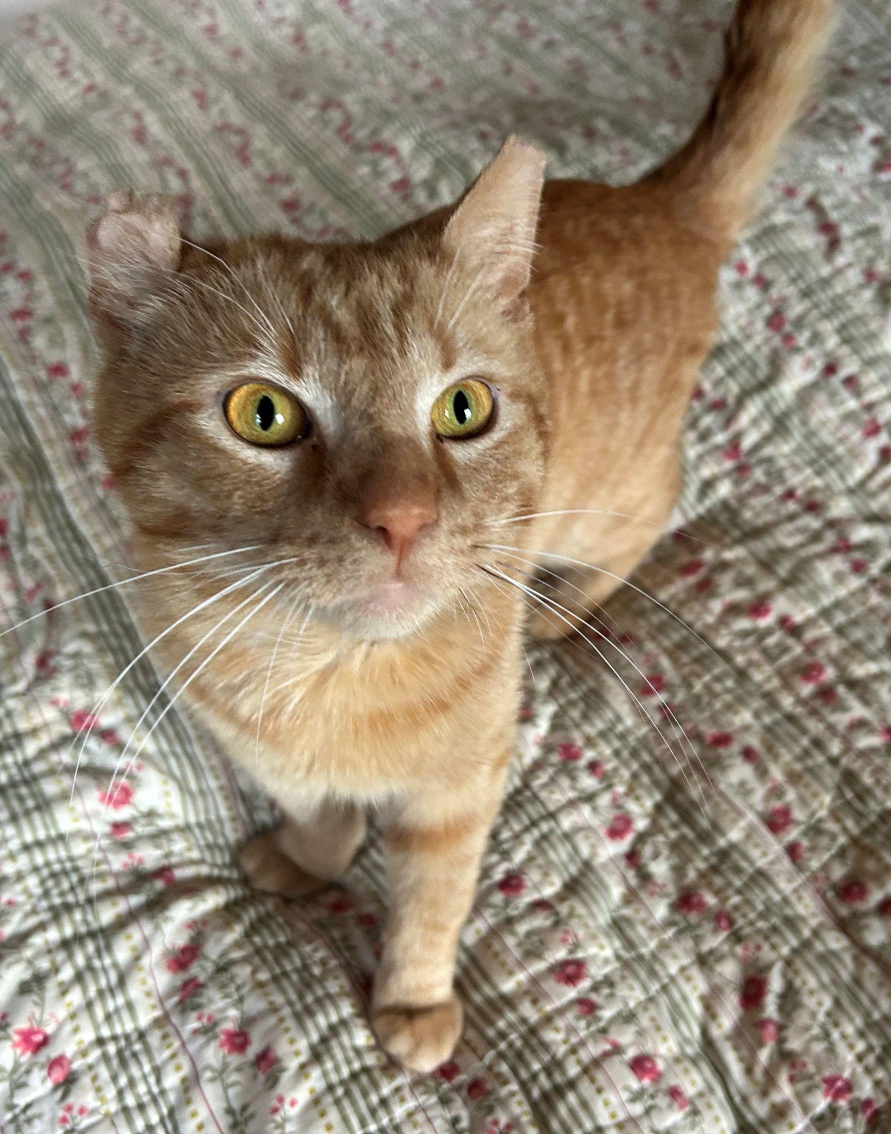 Colbert, an adopted Domestic Short Hair in College Park, MD image 5/6