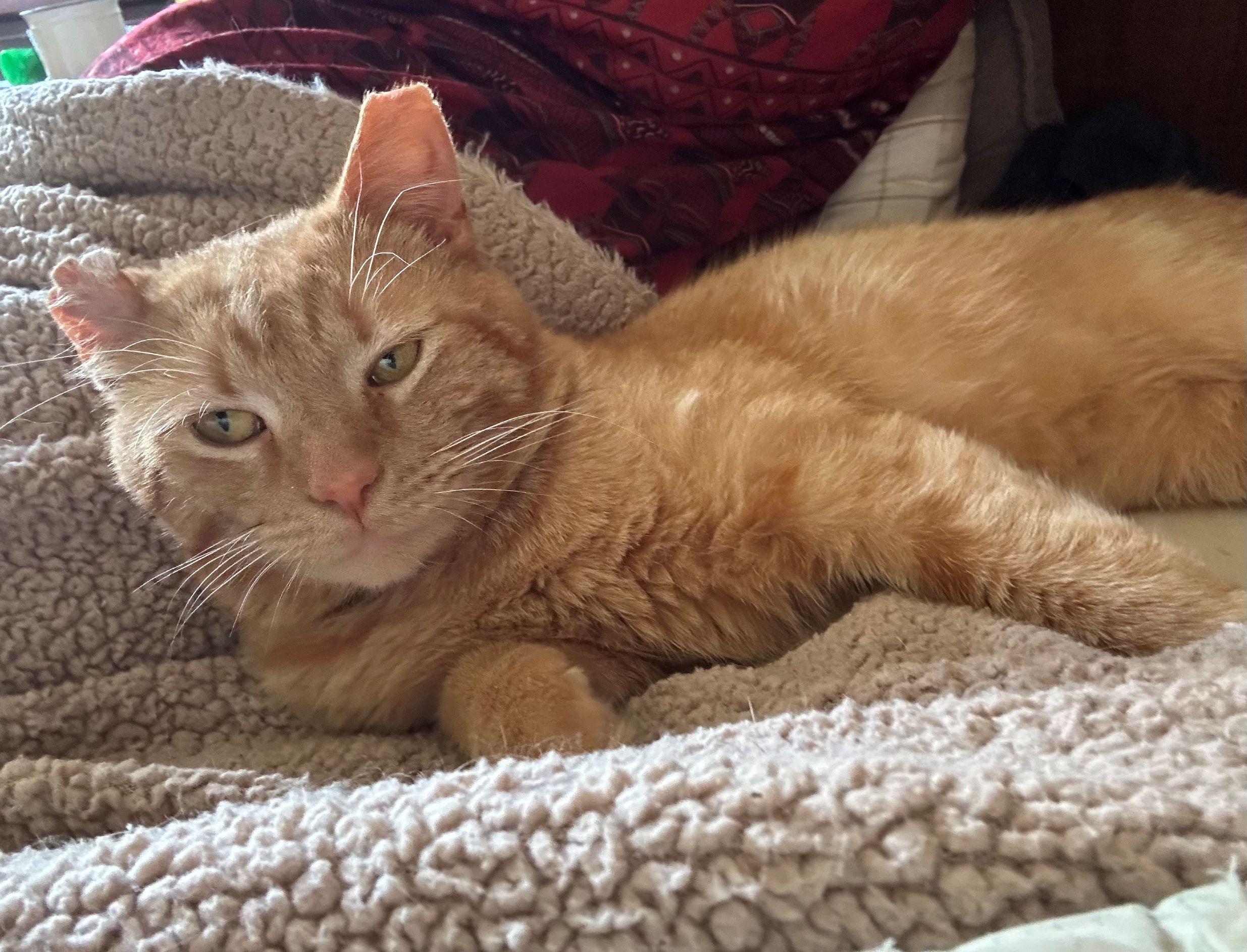 Colbert, an adopted Domestic Short Hair in College Park, MD image 6/6