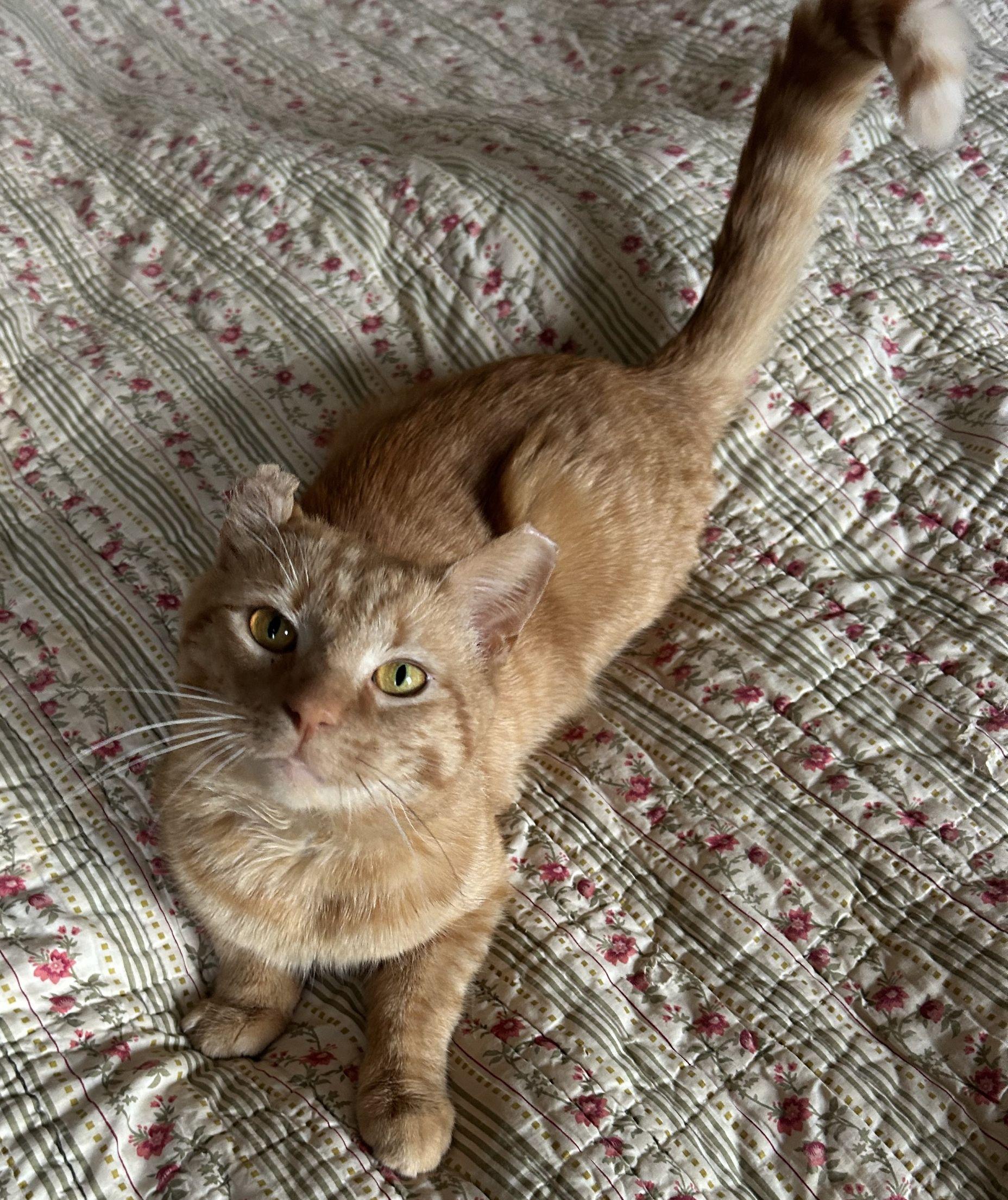 Colbert, an adopted Domestic Short Hair in College Park, MD image 2/6