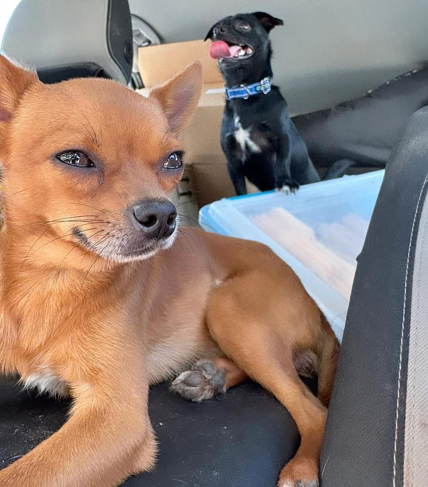Dasher (Bonded Pair with Jet), a Adoptable Chihuahua in Troy, AL image 1/3