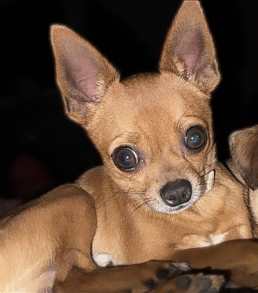 Dasher (Bonded Pair with Jet), Adoptable, Adult Male Chihuahua.