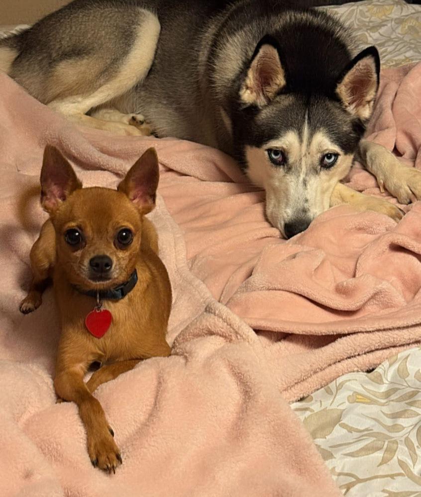 Dasher (Bonded Pair with Jet), a Adoptable Chihuahua in Troy, AL image 3/3