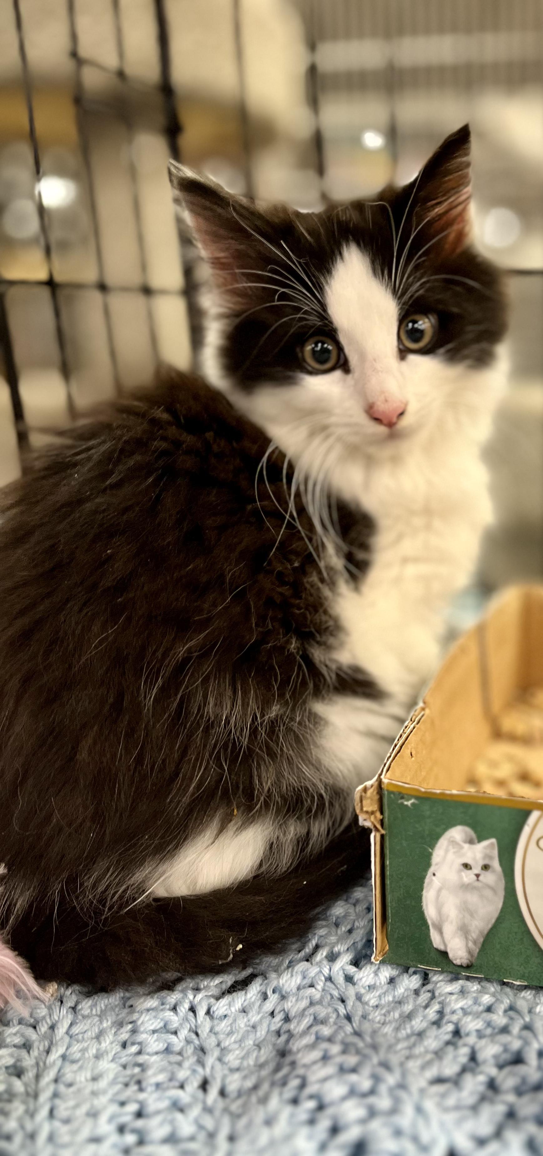 Enlarge Houdini, an adopted Domestic Long Hair in Lawrenceville, GA image 4/6