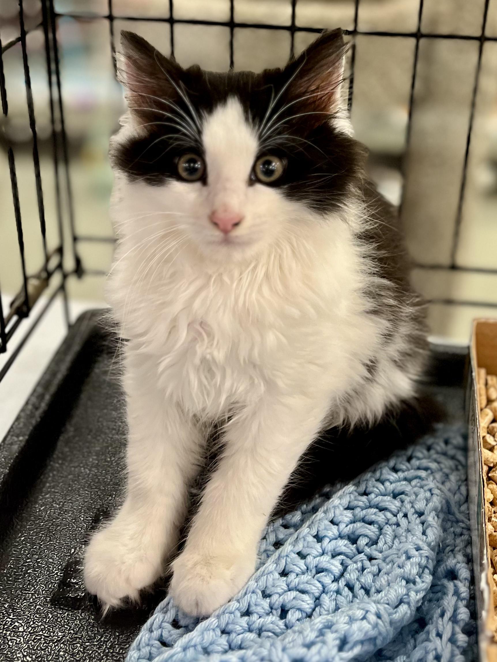 Enlarge Houdini, an adopted Domestic Long Hair in Lawrenceville, GA image 3/6