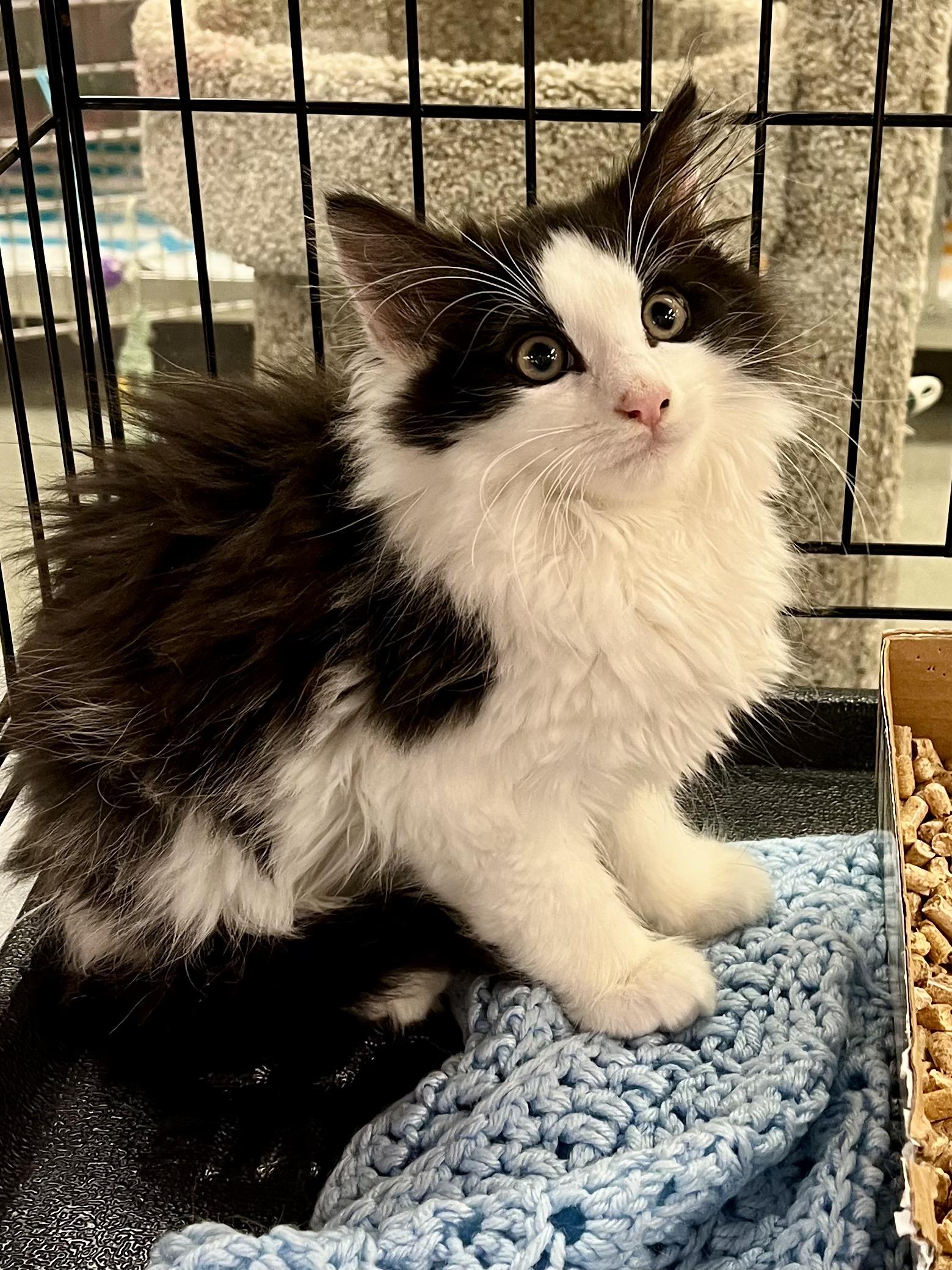 Enlarge Houdini, an adopted Domestic Long Hair in Lawrenceville, GA image 5/6