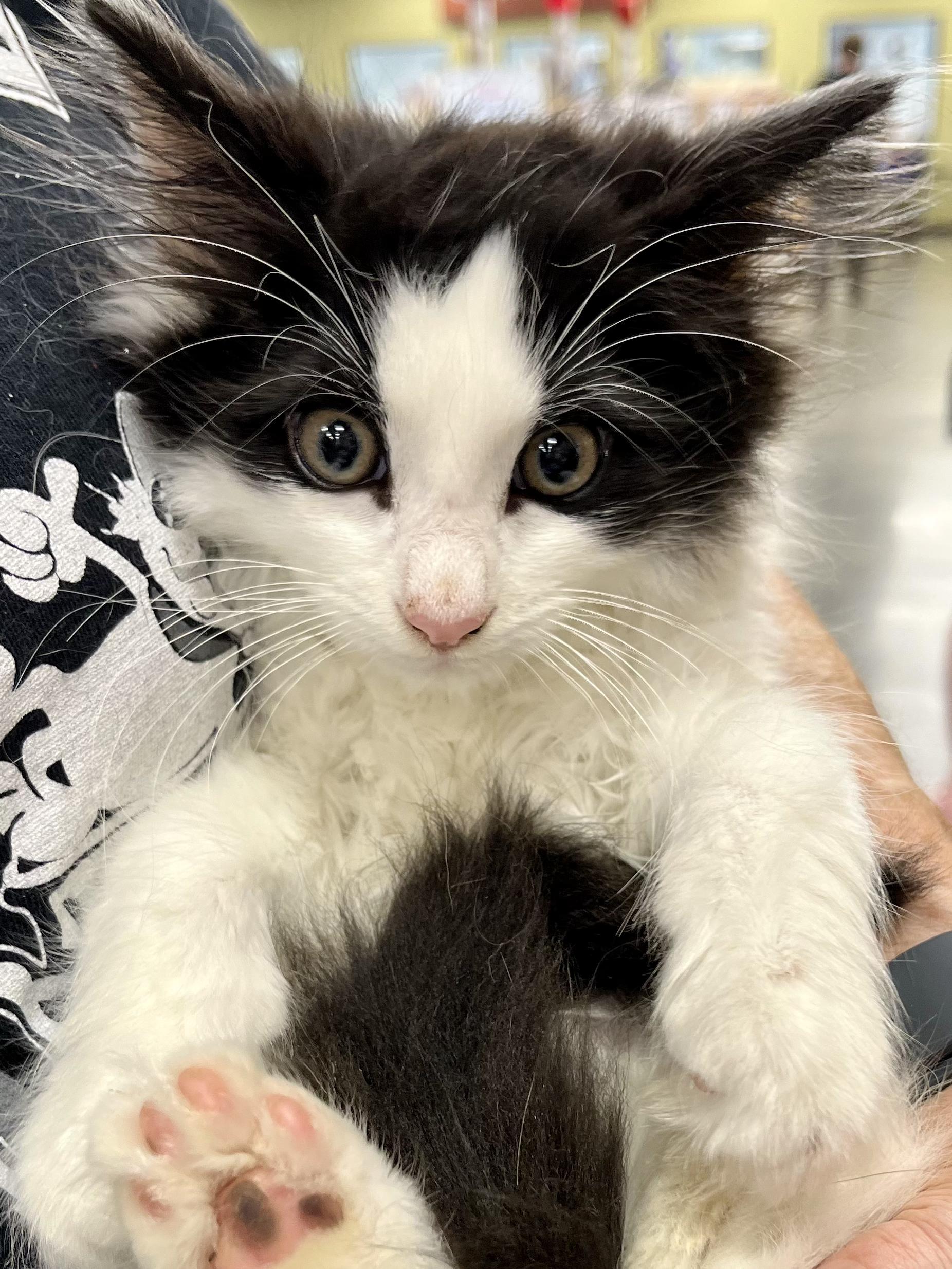 Enlarge Houdini, an adopted Domestic Long Hair in Lawrenceville, GA image 2/6