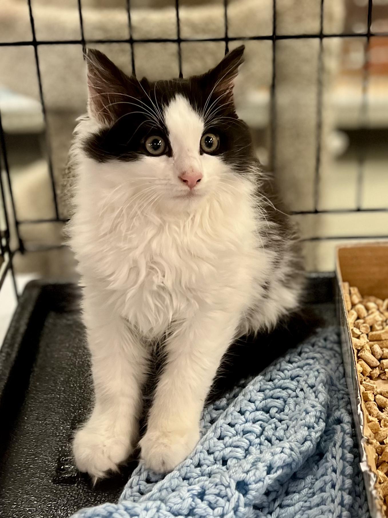 Enlarge Houdini, an adopted Domestic Long Hair in Lawrenceville, GA image 6/6