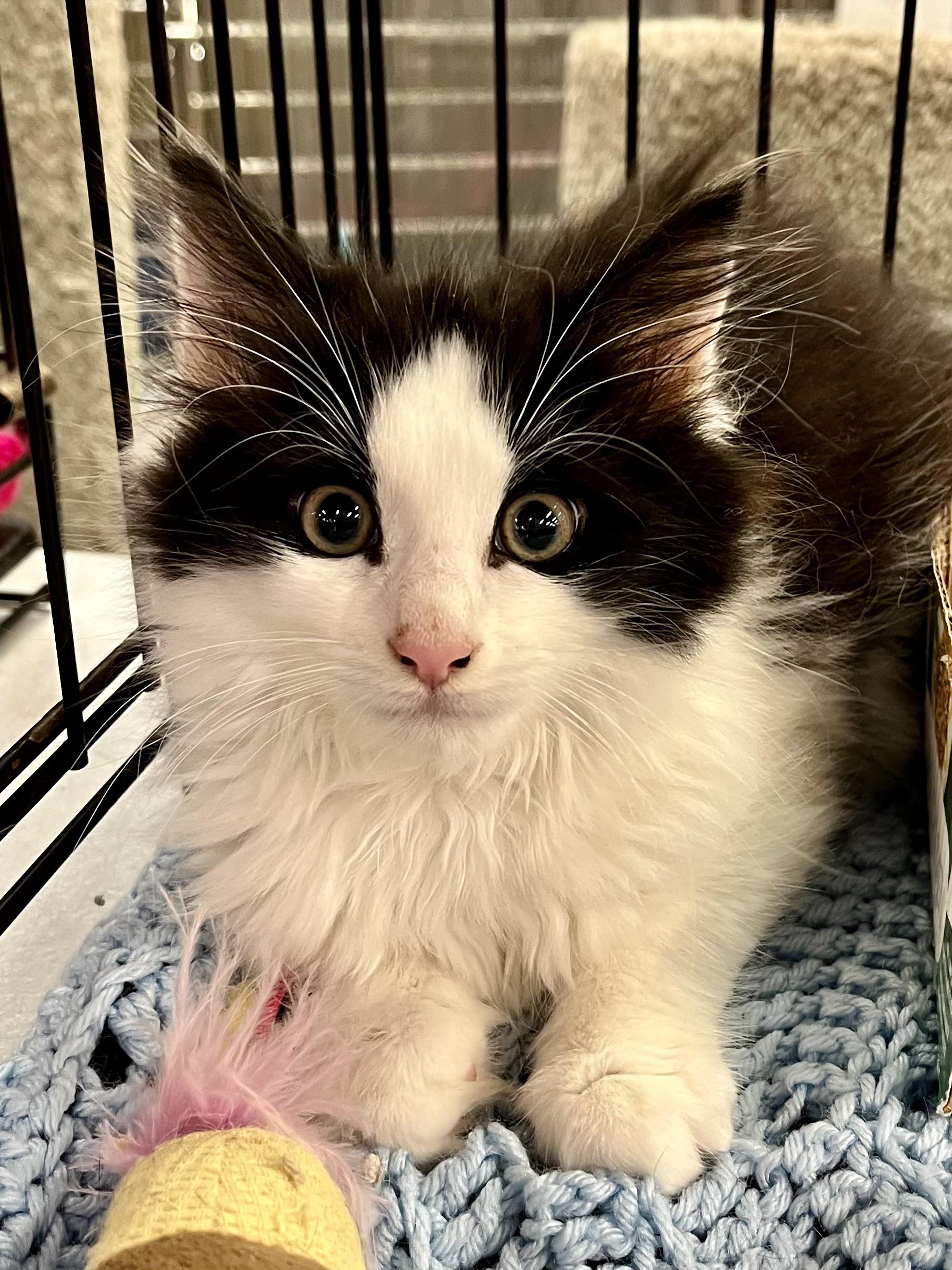Houdini, adopted, Kitten Male Domestic Long Hair.