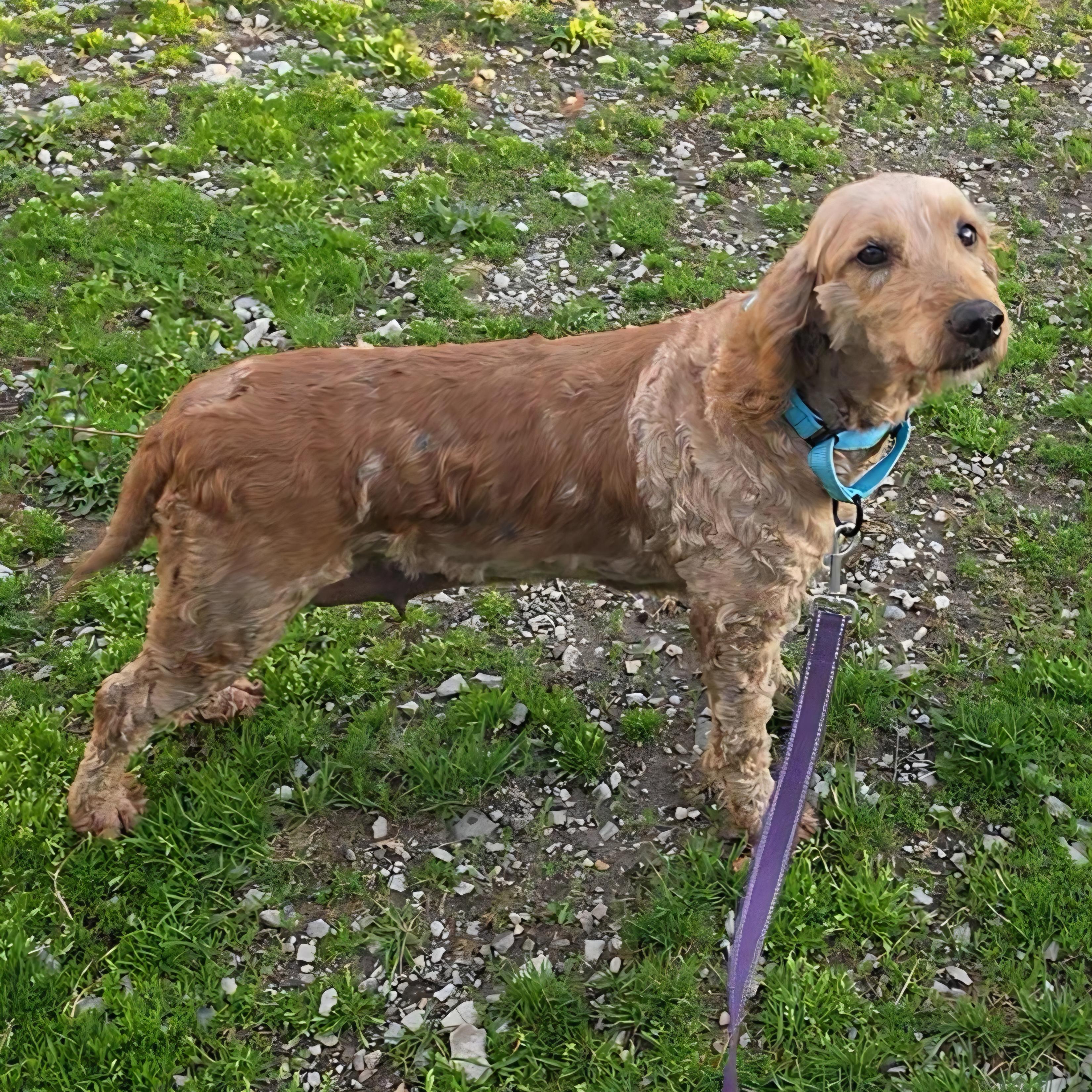 Enlarge Pheobe, an adopted Goldendoodle in LaGrange, IN image 1/1
