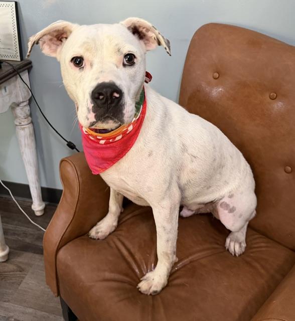 Meshach, a Adoptable mixed breed in Woburn, MA image 5/6