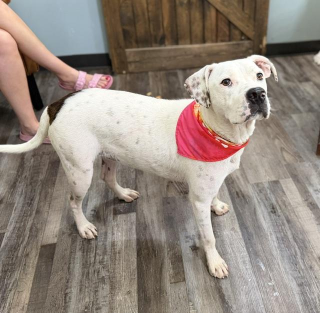 Meshach, a Adoptable mixed breed in Woburn, MA image 4/6