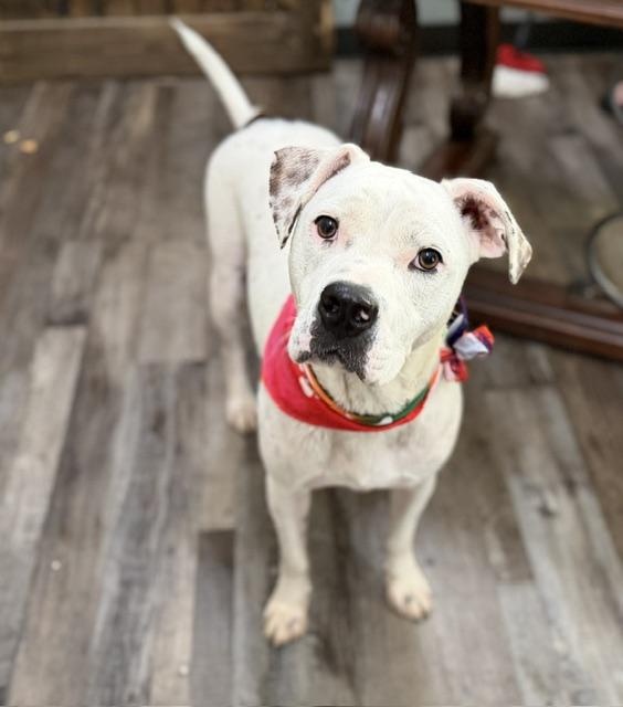 Meshach, a Adoptable mixed breed in Woburn, MA image 2/6