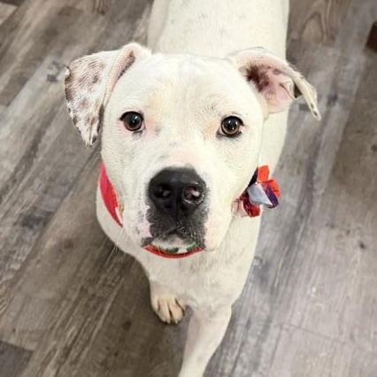 Meshach, a Adoptable mixed breed in Woburn, MA image 1/6