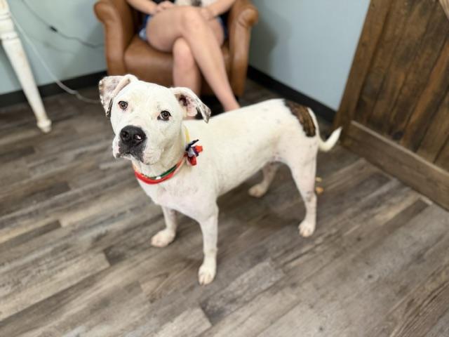 Meshach, a Adoptable mixed breed in Woburn, MA image 3/6