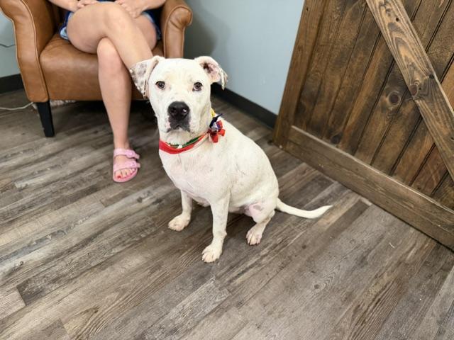 Meshach, a Adoptable mixed breed in Woburn, MA image 6/6