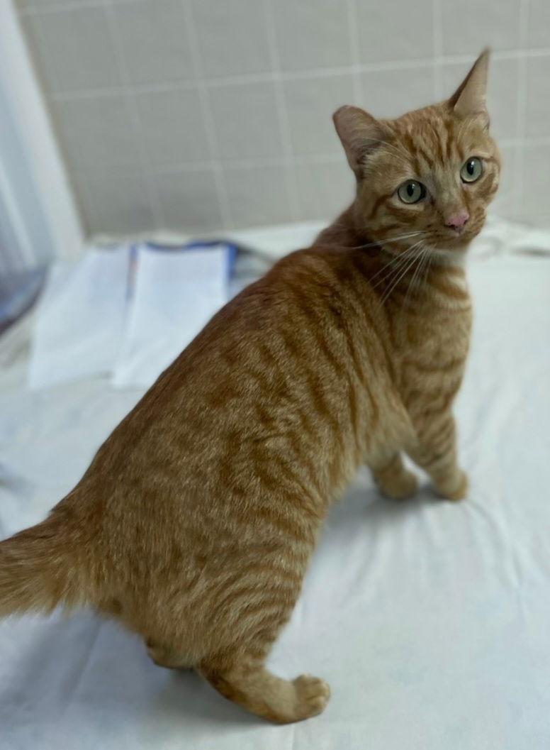 Elmer, Adopted, Young Male Tabby & Tiger.