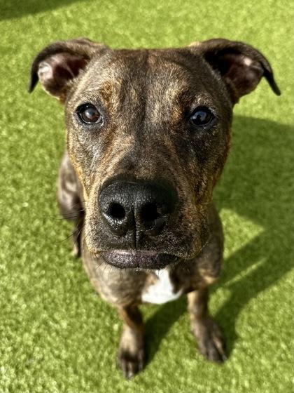 Beau, Adoptable, Young Male Mixed Breed & Mixed Breed.