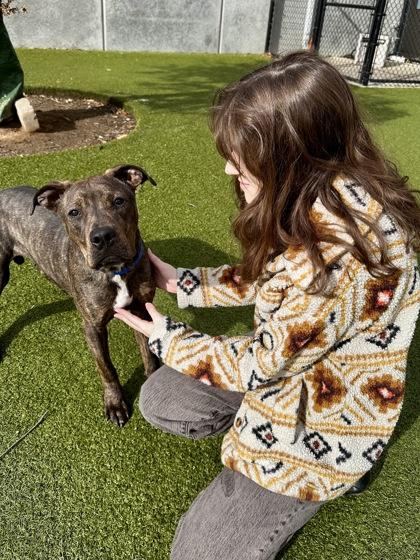 Enlarge Beau, a Adoptable mixed breed in Wichita, KS image 2/3