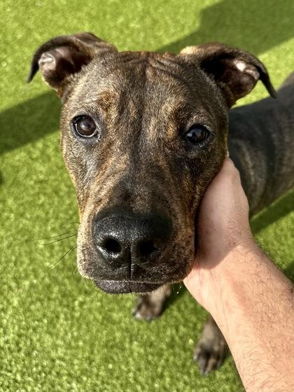 Enlarge Beau, a Adoptable mixed breed in Wichita, KS image 3/3