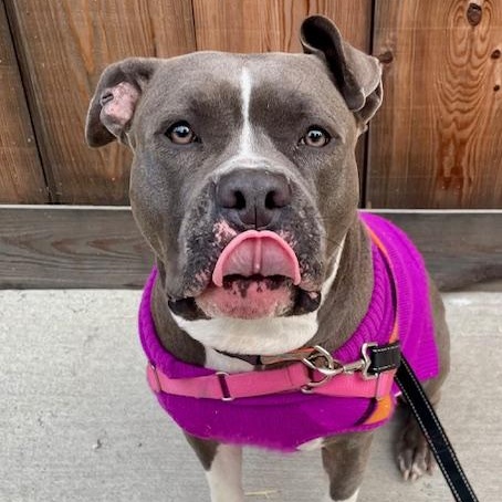 Enlarge Rhea, a Adoptable American Bully in Half Moon Bay, CA image 4/5