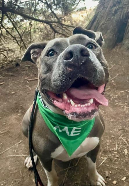 Enlarge Rhea, a Adoptable American Bully in Half Moon Bay, CA image 1/5