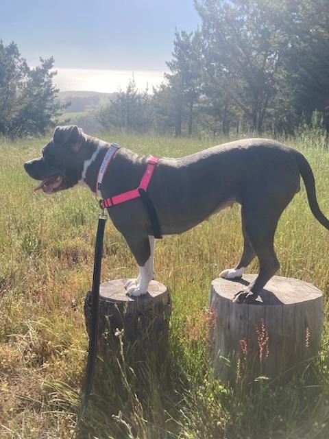 Enlarge Rhea, a Adoptable American Bully in Half Moon Bay, CA image 3/5