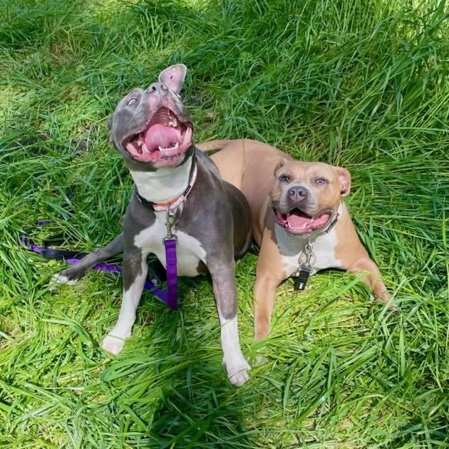 Enlarge Rhea, a Adoptable American Bully in Half Moon Bay, CA image 5/5