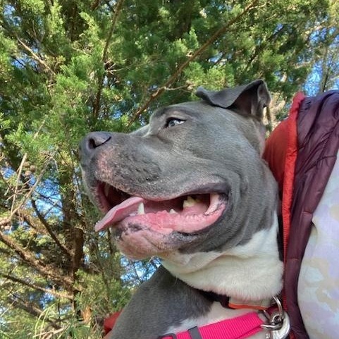 Enlarge Rhea, a Adoptable American Bully in Half Moon Bay, CA image 2/5