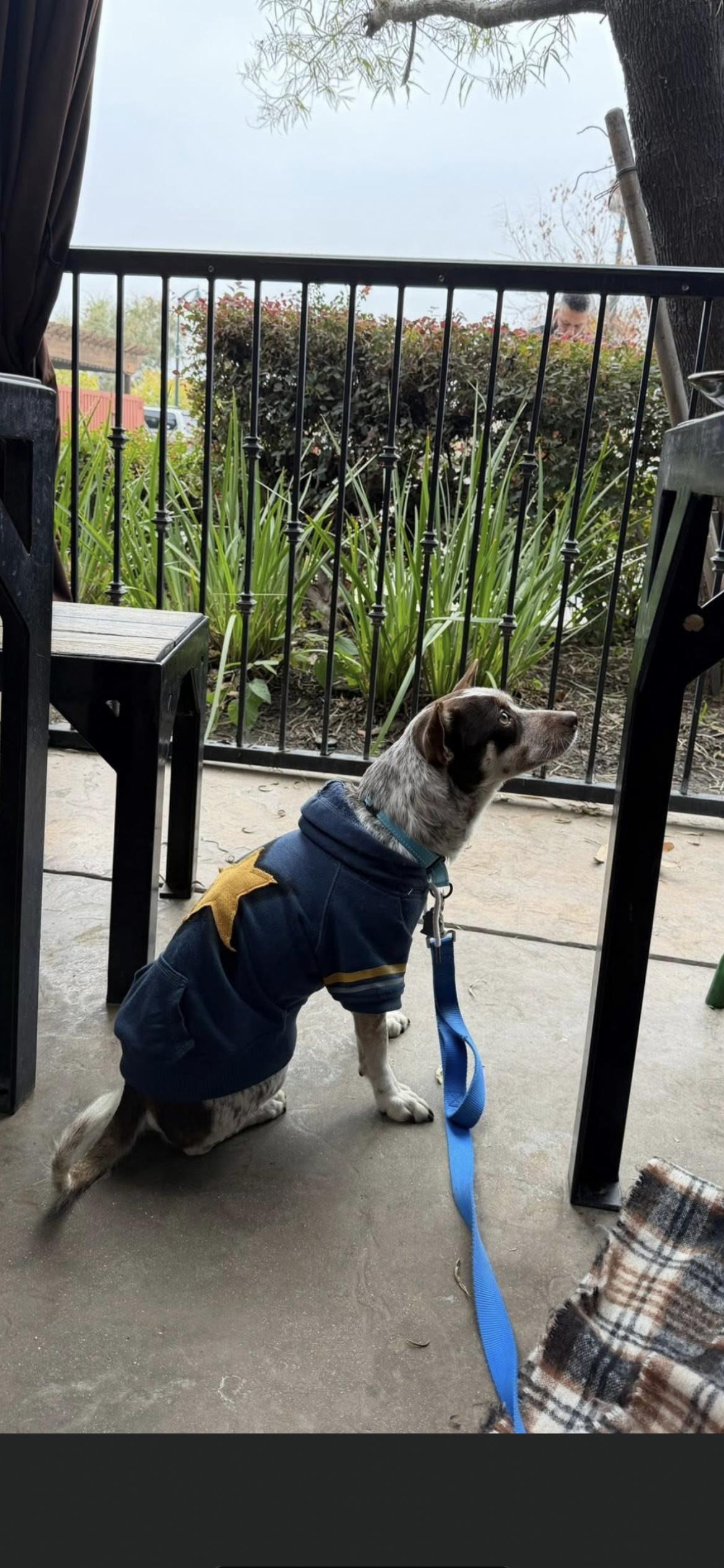 Garen, a ADOPTABLE mixed breed in Hamden, CT image 5/6