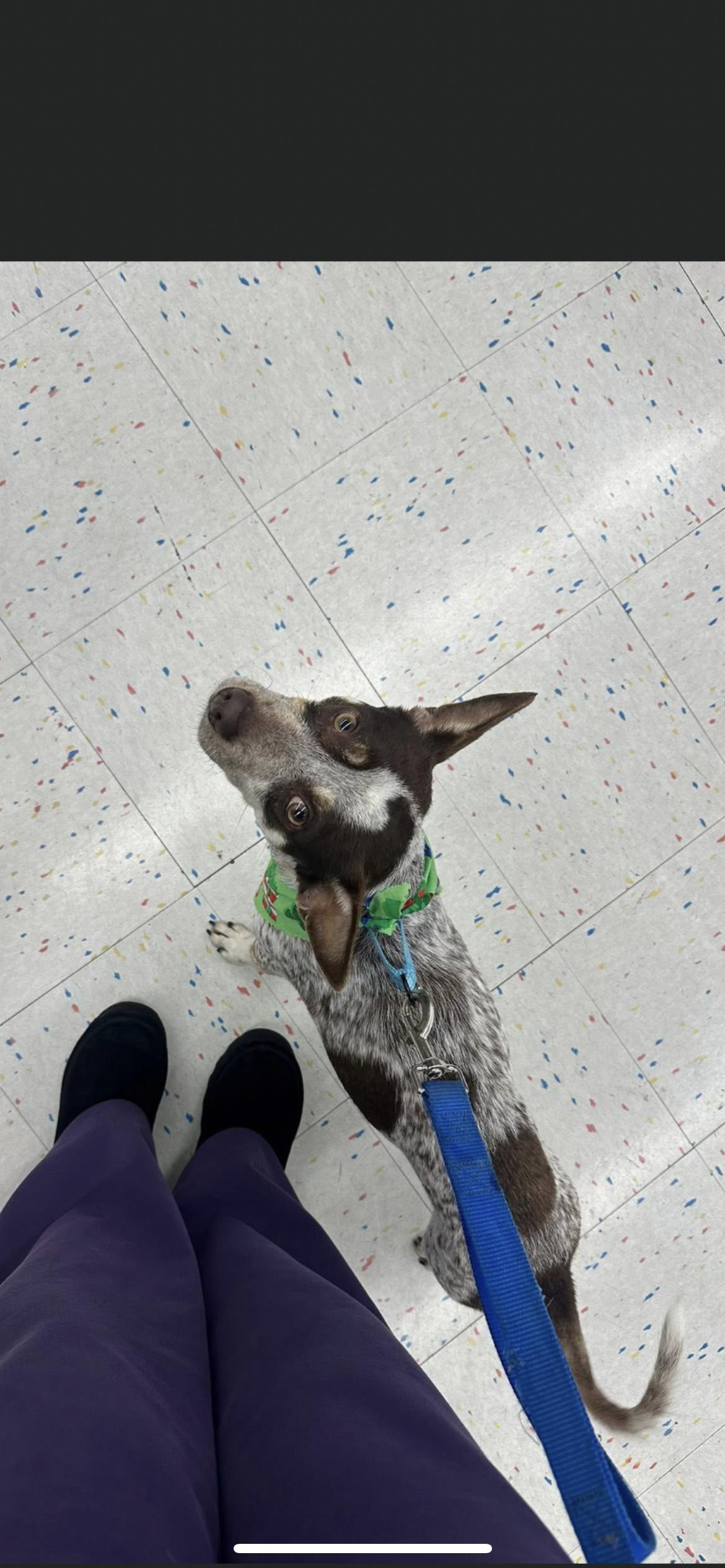 Garen, a ADOPTABLE mixed breed in Hamden, CT image 4/6