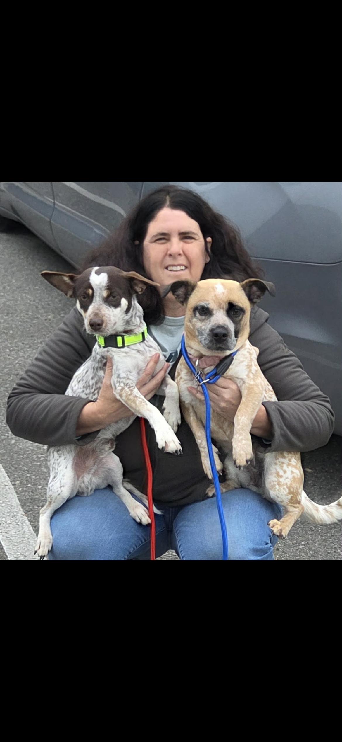 Enlarge Garen, a ADOPTABLE mixed breed in Hamden, CT image 6/6