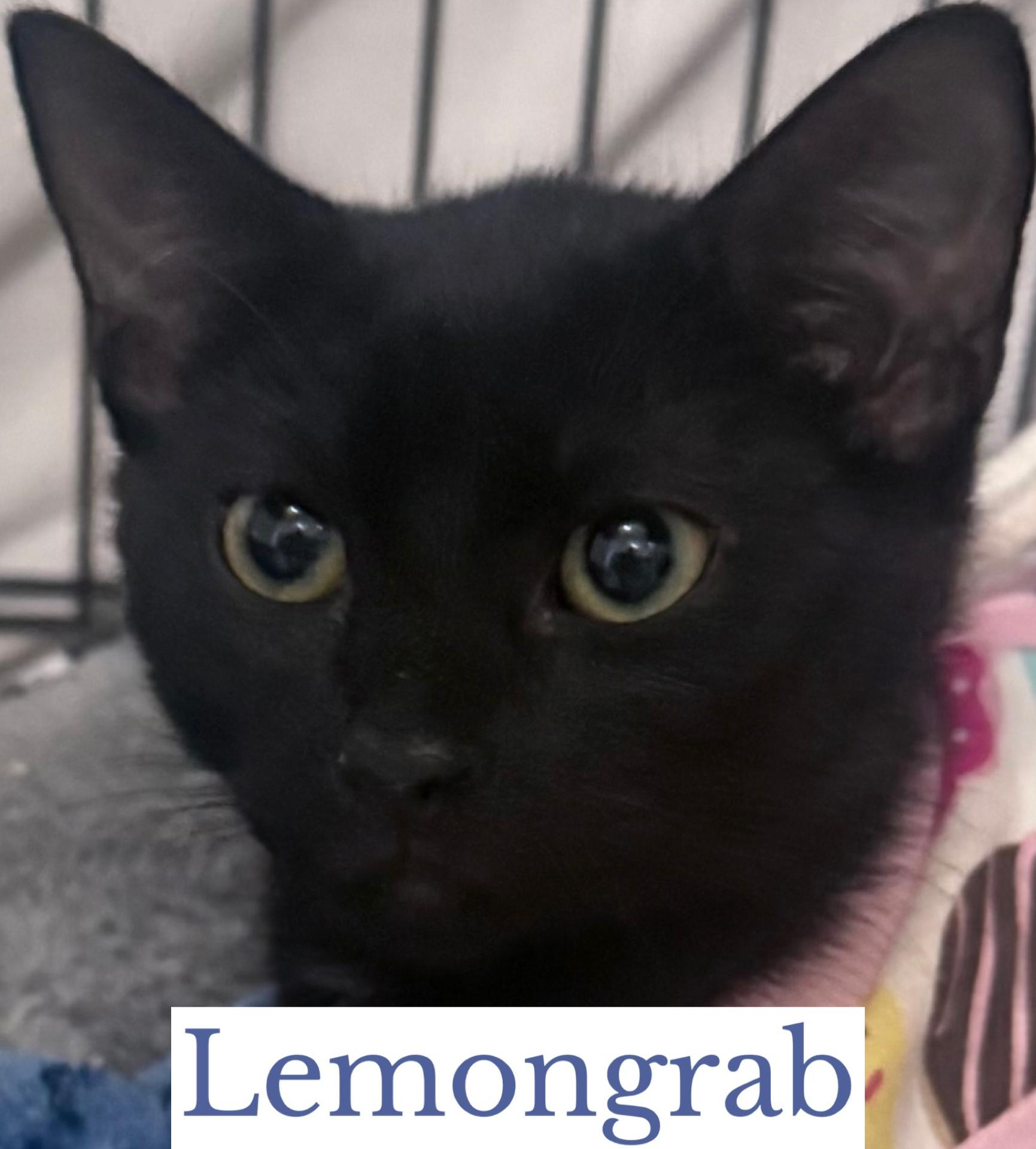 Enlarge Lemongrab, a Adoptable Domestic Short Hair in Berkeley Springs, WV image 4/4