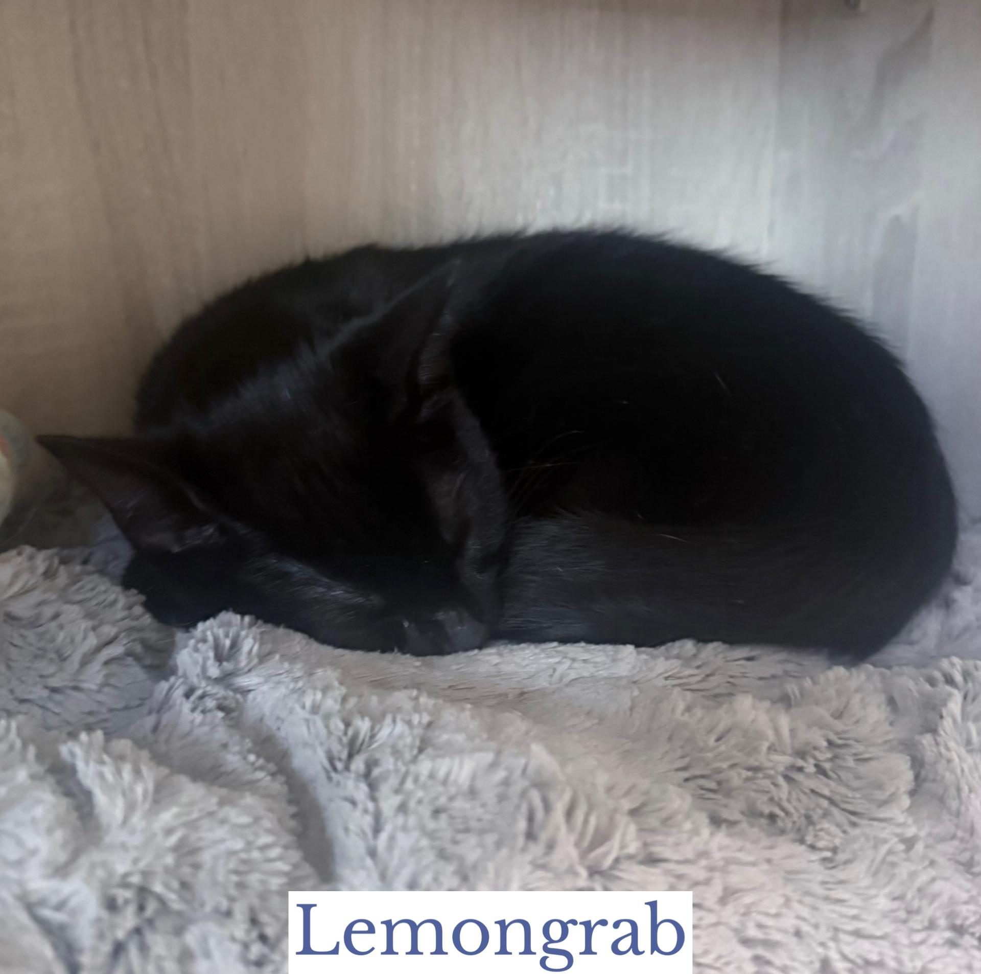 Enlarge Lemongrab, a Adoptable Domestic Short Hair in Berkeley Springs, WV image 3/4