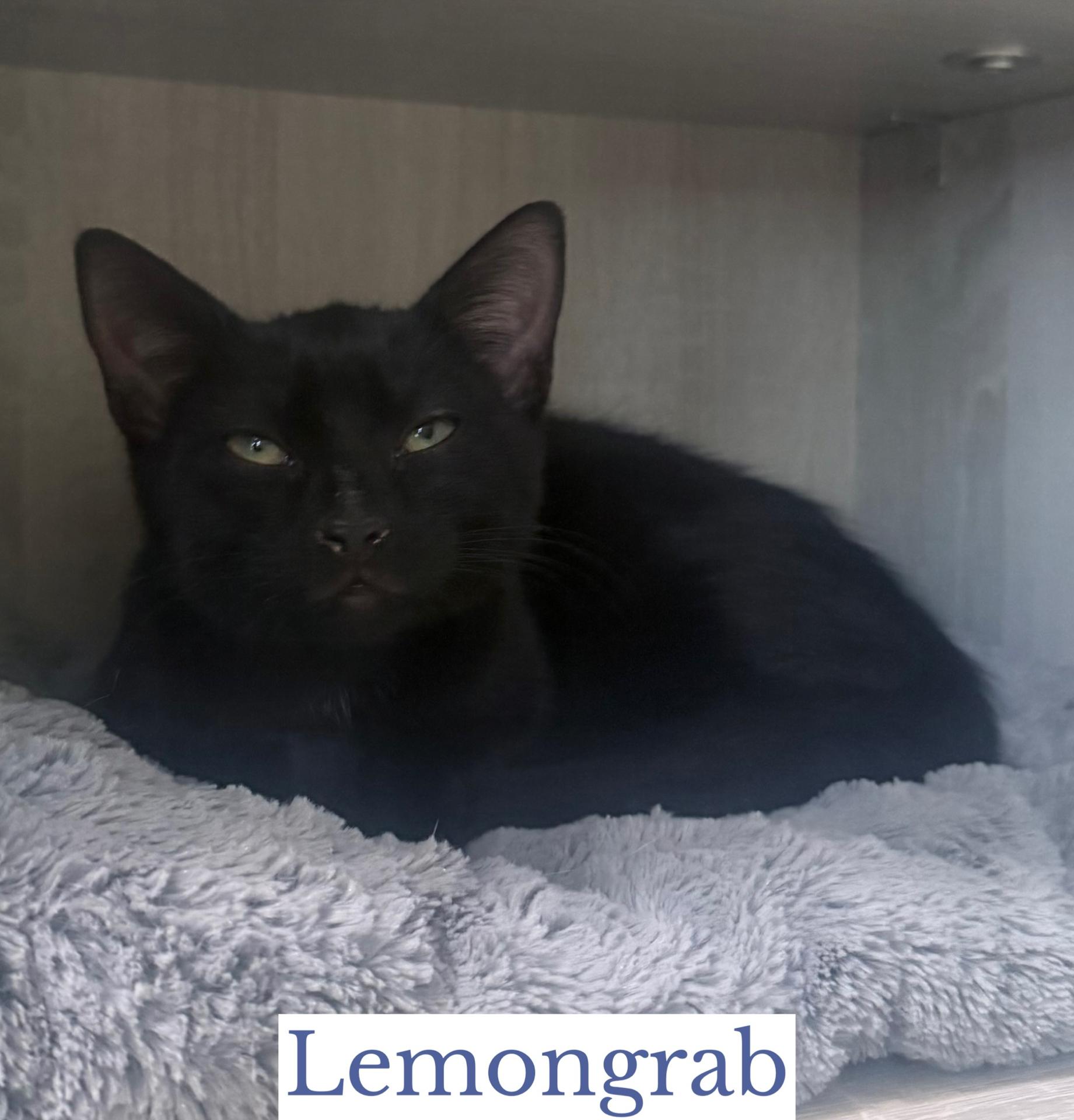 Lemongrab, Adoptable, Young Male Domestic Short Hair.