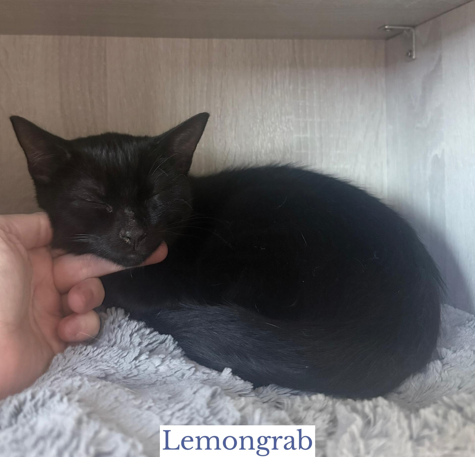 Enlarge Lemongrab, a Adoptable Domestic Short Hair in Berkeley Springs, WV image 2/4