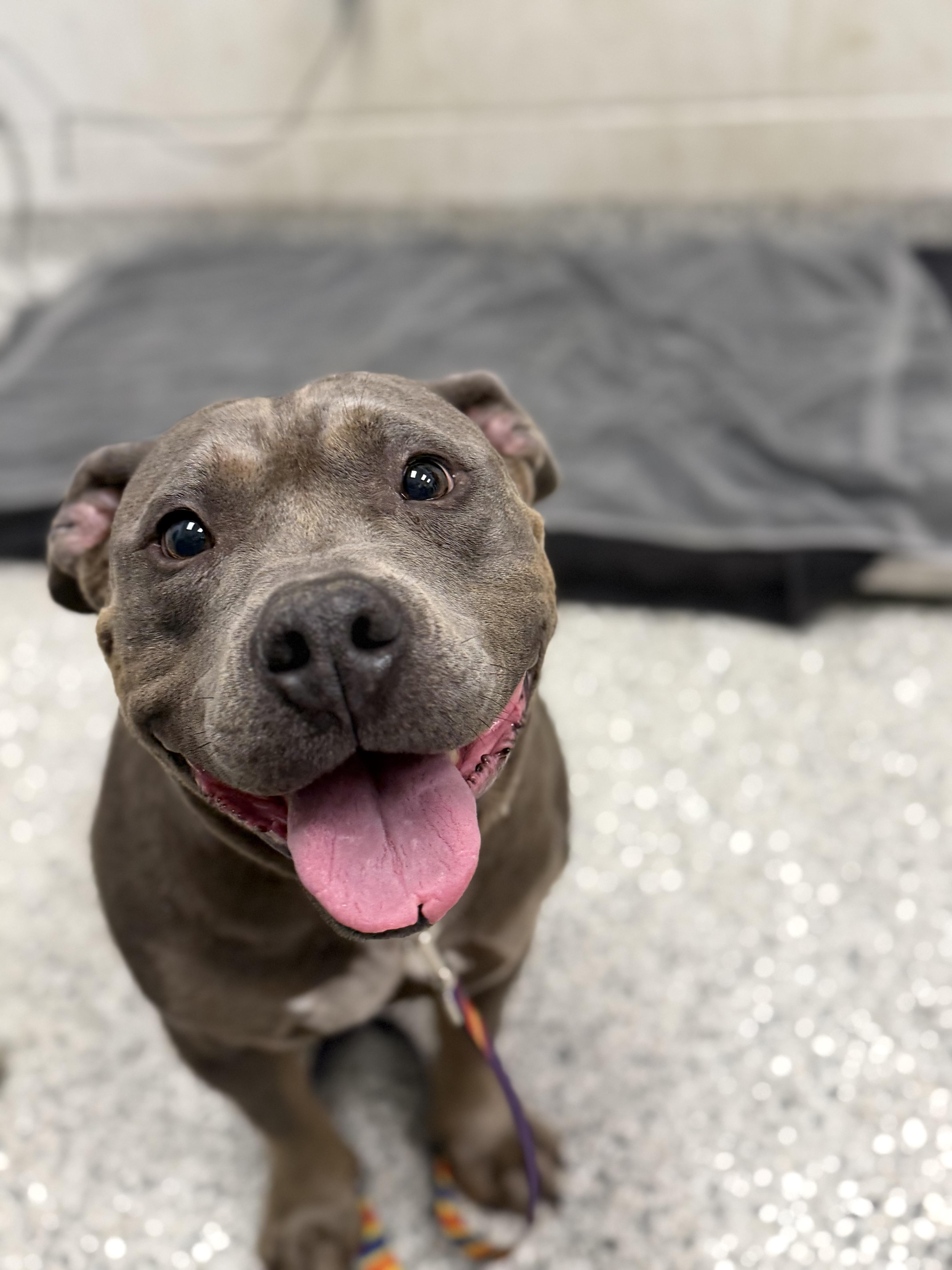 Enlarge Rudy, a Adoptable Pit Bull Terrier in Raytown, MO image 4/4