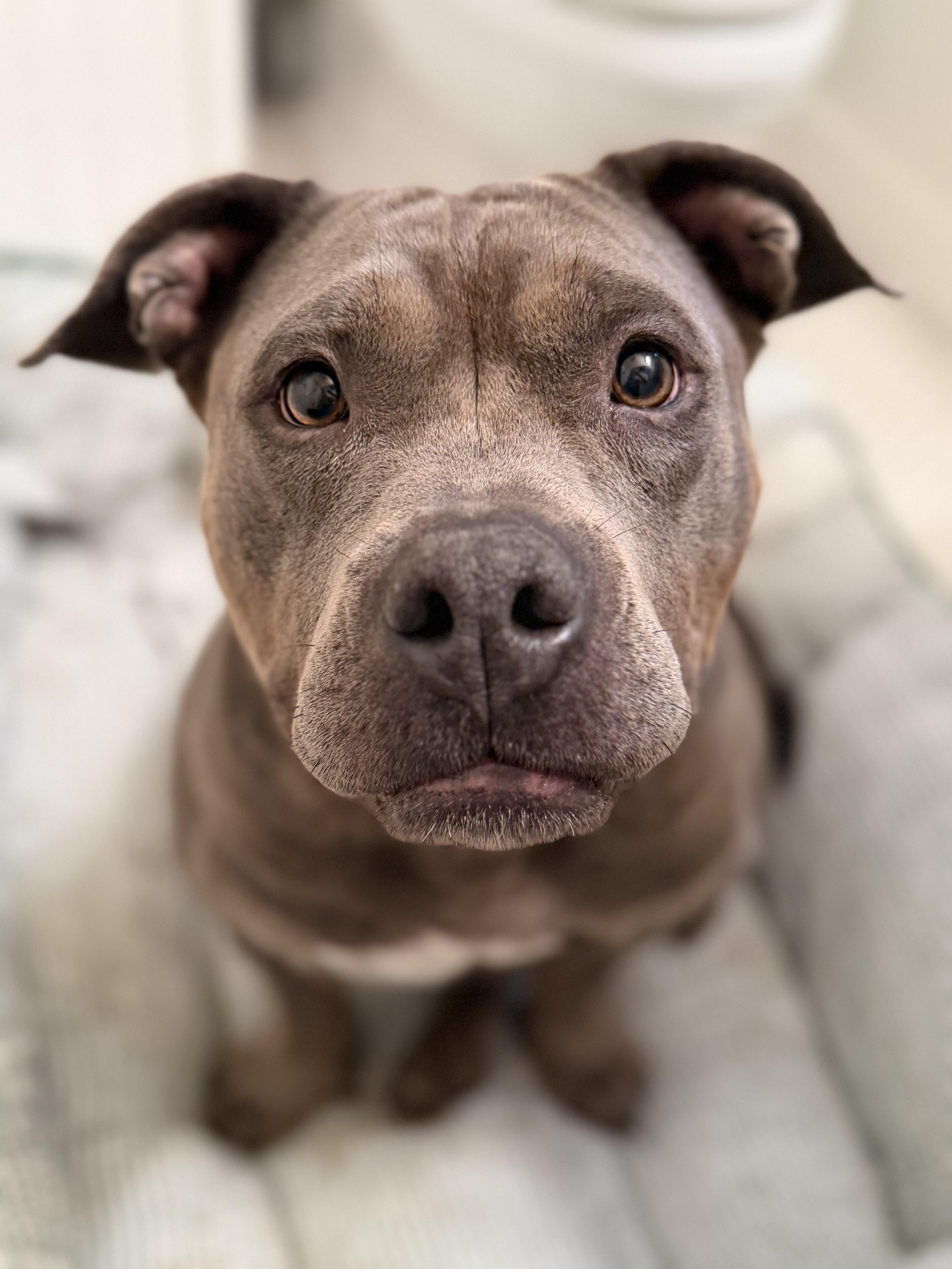Enlarge Rudy, a Adoptable Pit Bull Terrier in Raytown, MO image 2/4