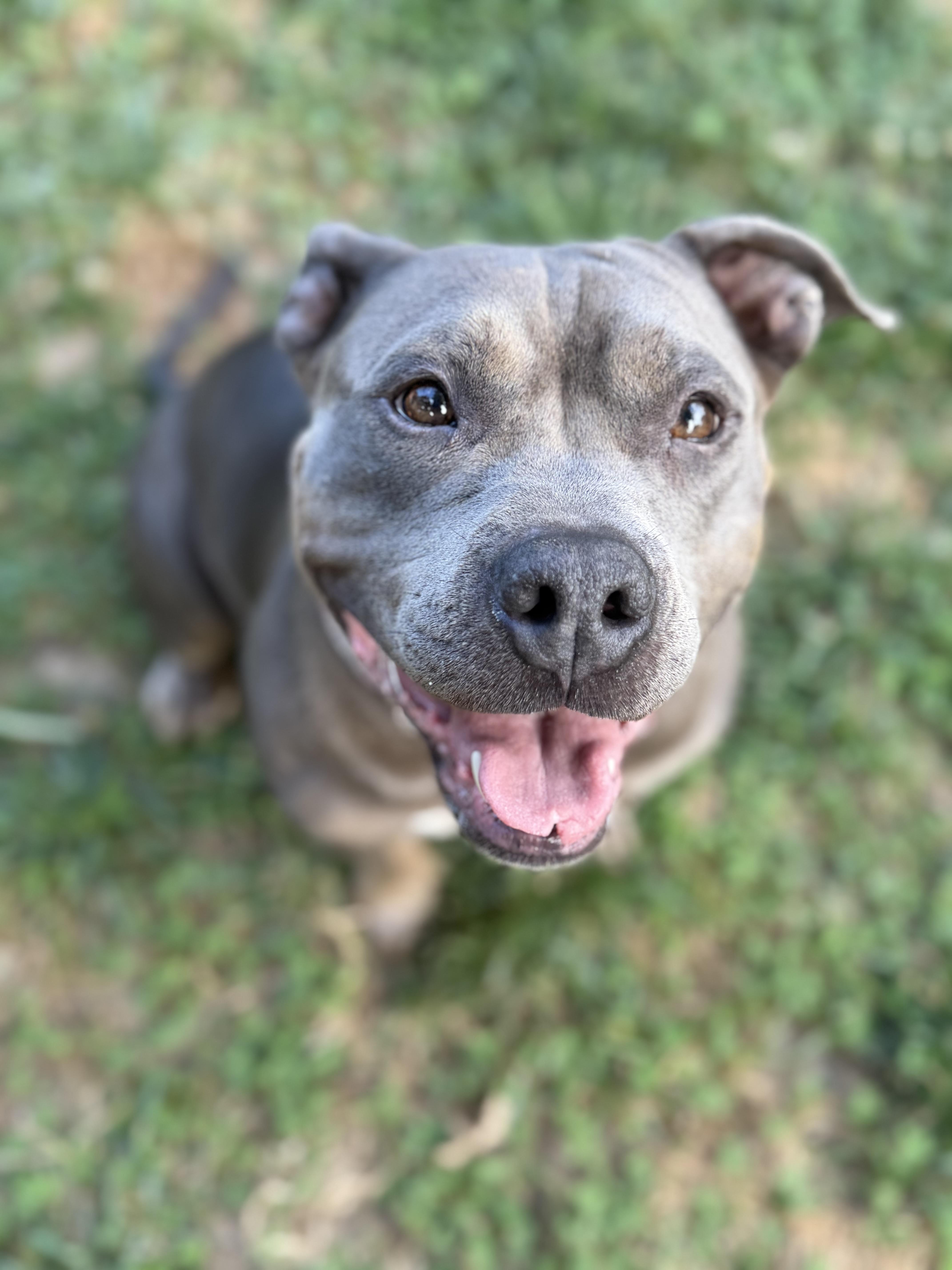 Enlarge Rudy, a Adoptable Pit Bull Terrier in Raytown, MO image 3/4