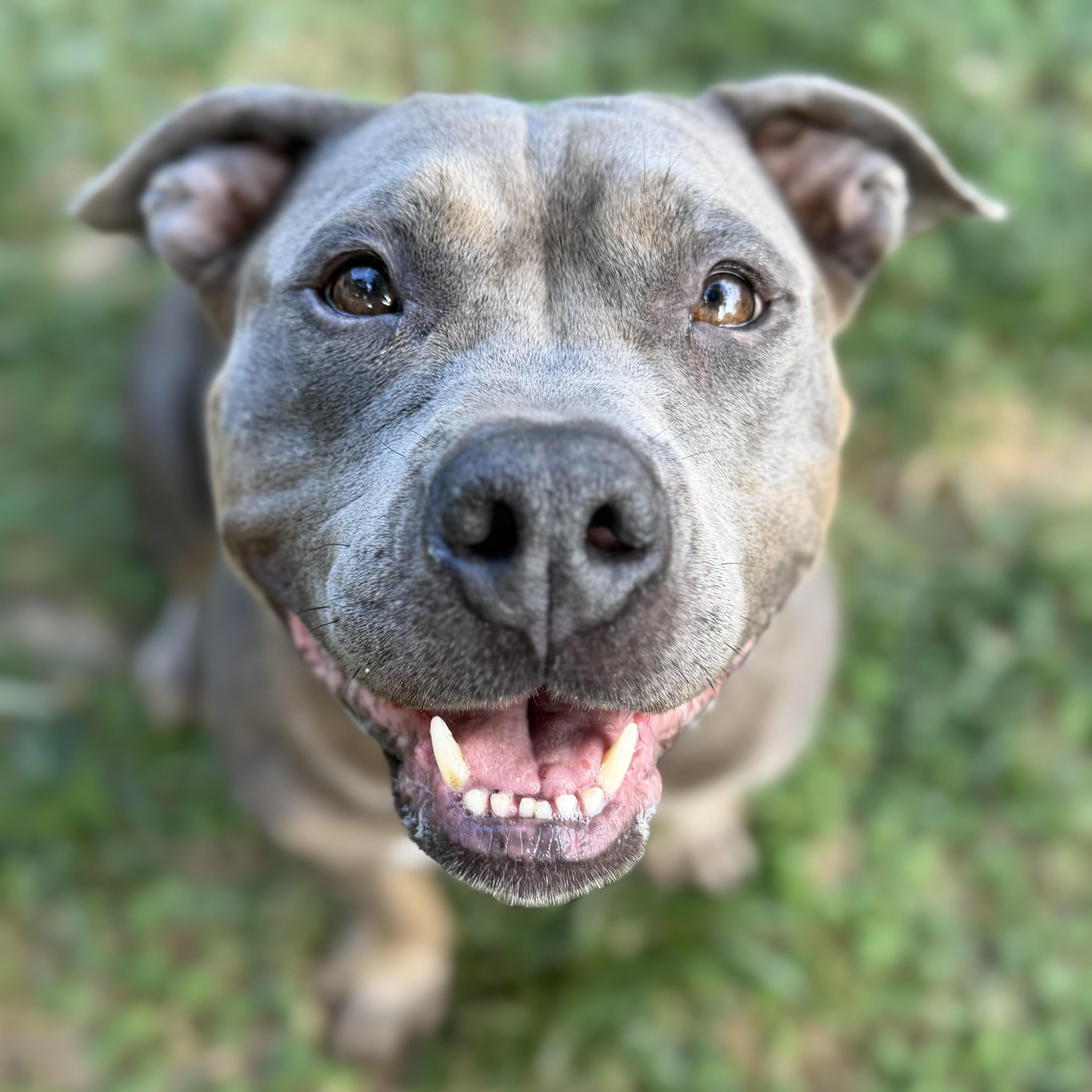 Enlarge Rudy, a Adoptable Pit Bull Terrier in Raytown, MO image 1/4