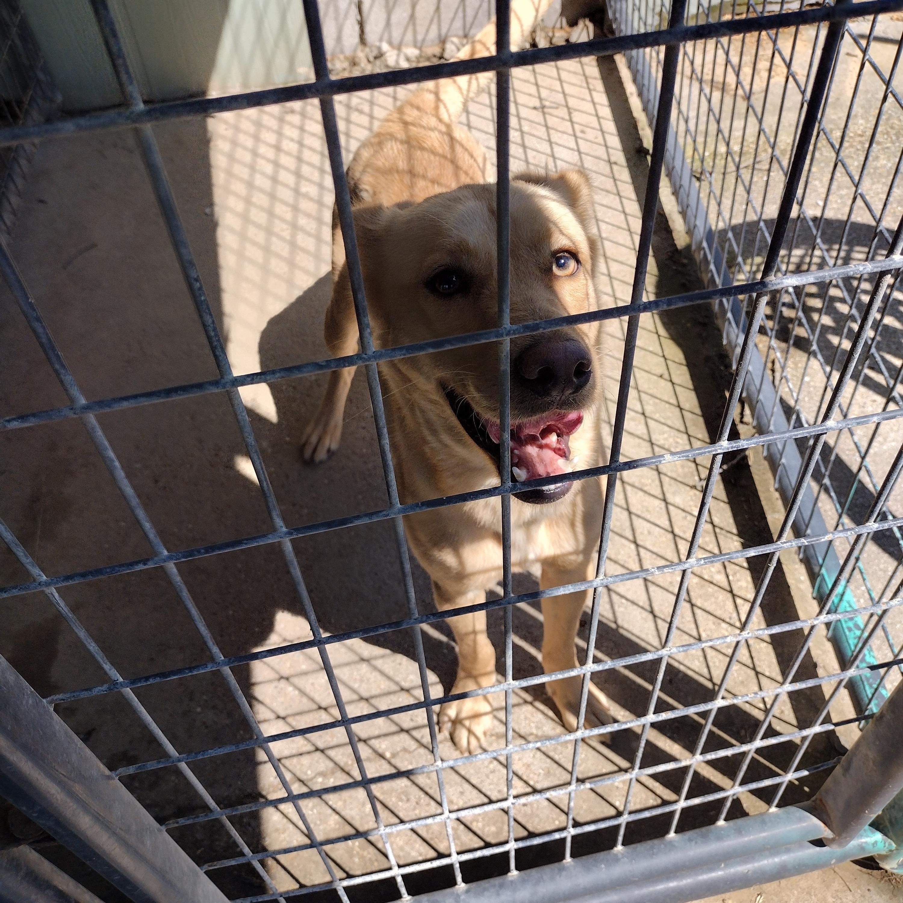 Spring, ADOPTABLE, Adult Female Golden Retriever & Shepherd.
