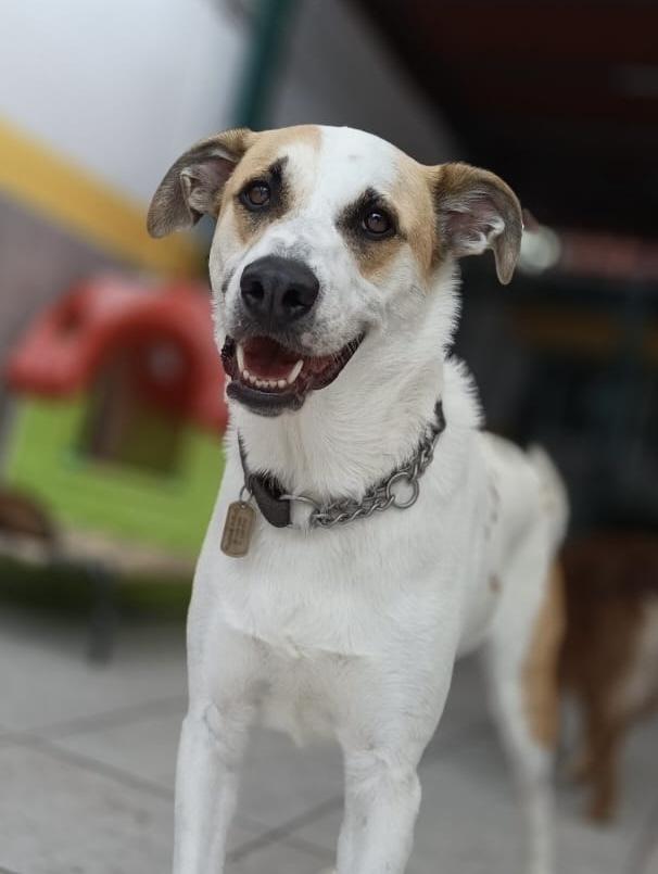 MATEO, Adoptable, Adult Male Foxhound & Labrador Retriever.