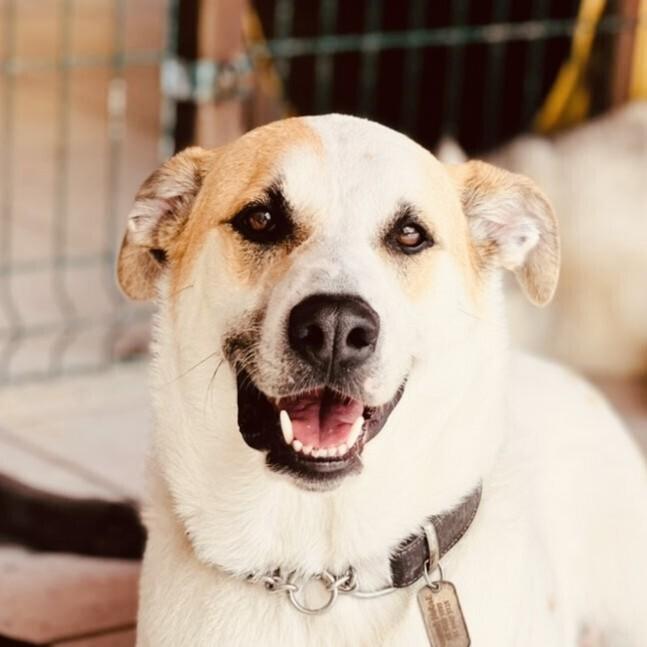 MATEO, a Adoptable mixed breed in Langley, BC image 2/6
