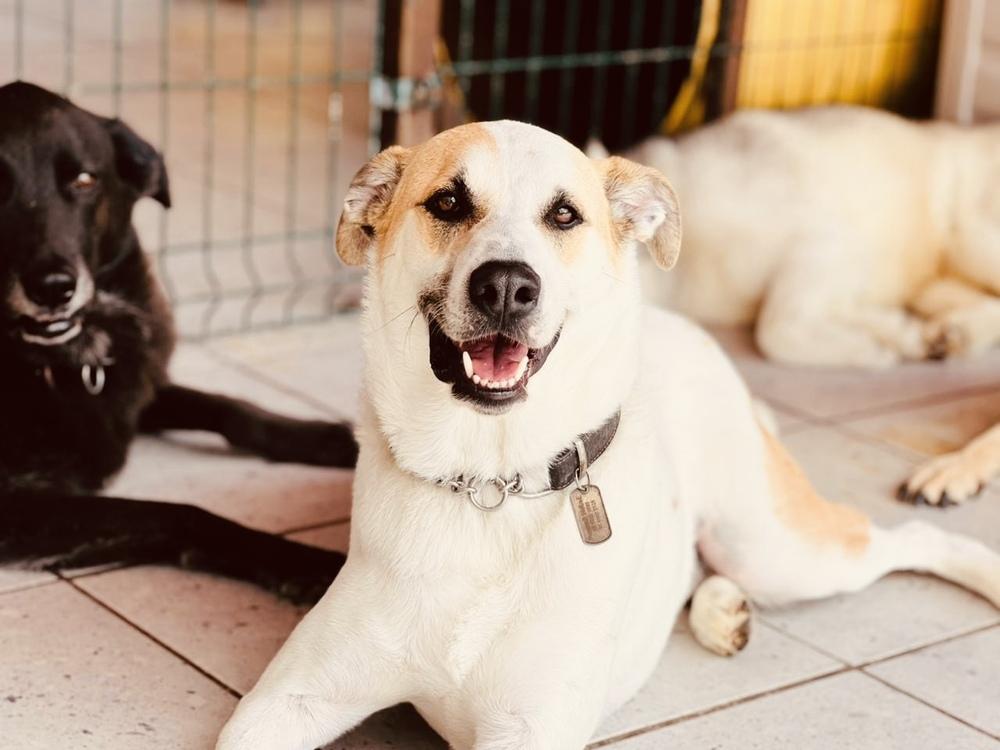 MATEO, a Adoptable mixed breed in Langley, BC image 3/6