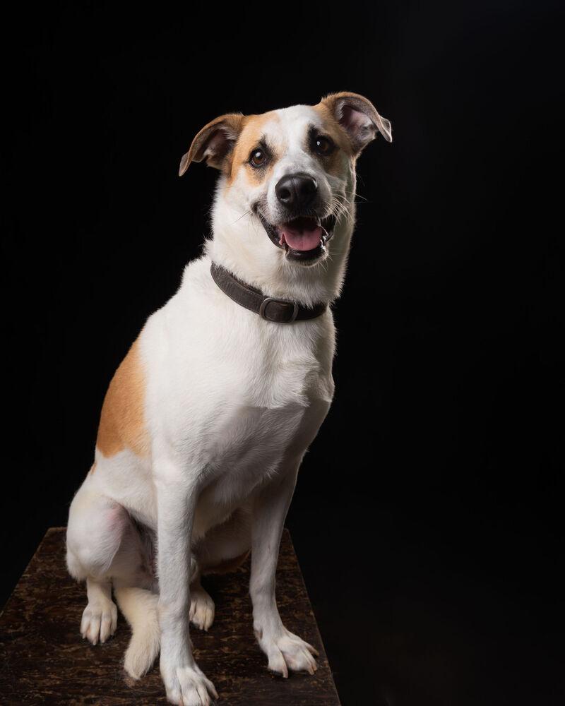 Enlarge MATEO, a Adoptable mixed breed in Langley, BC image 3/6