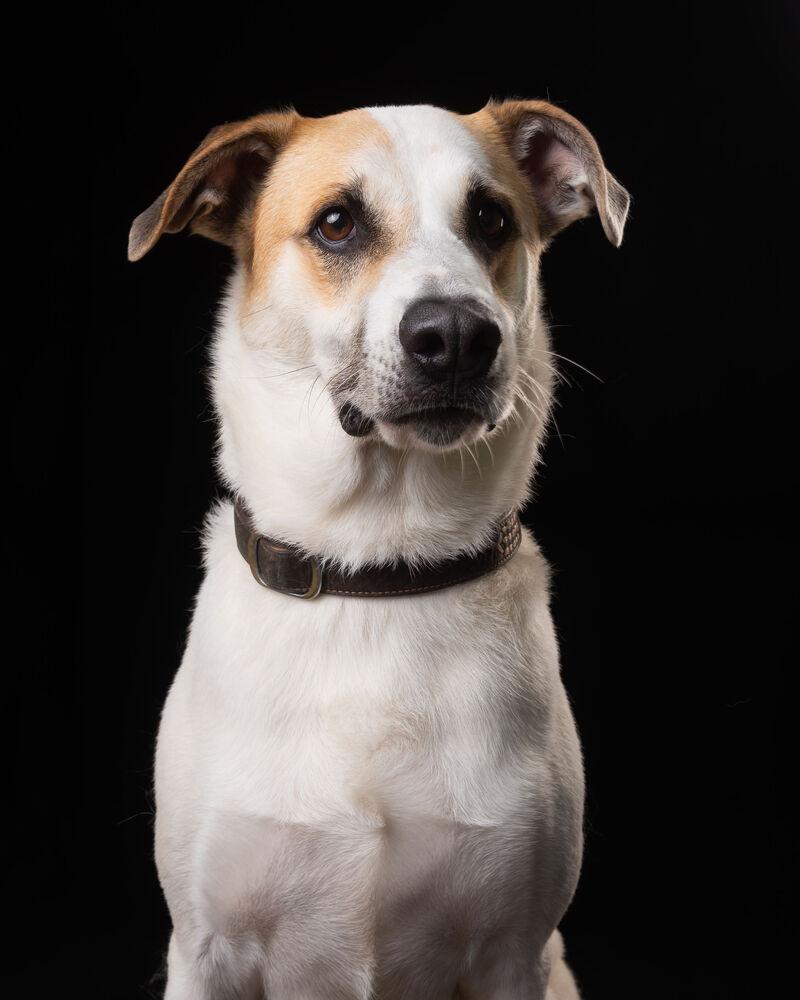 Enlarge MATEO, a Adoptable mixed breed in Langley, BC image 5/6