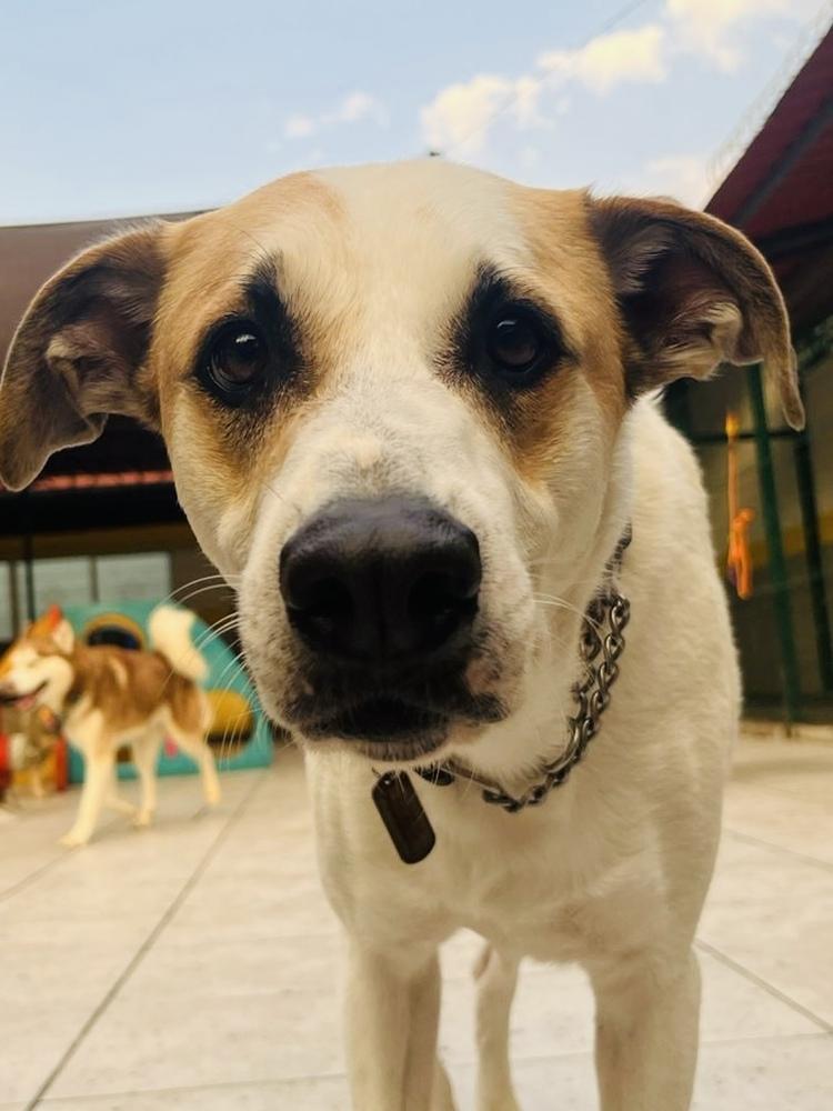 MATEO, a Adoptable mixed breed in Langley, BC image 5/6
