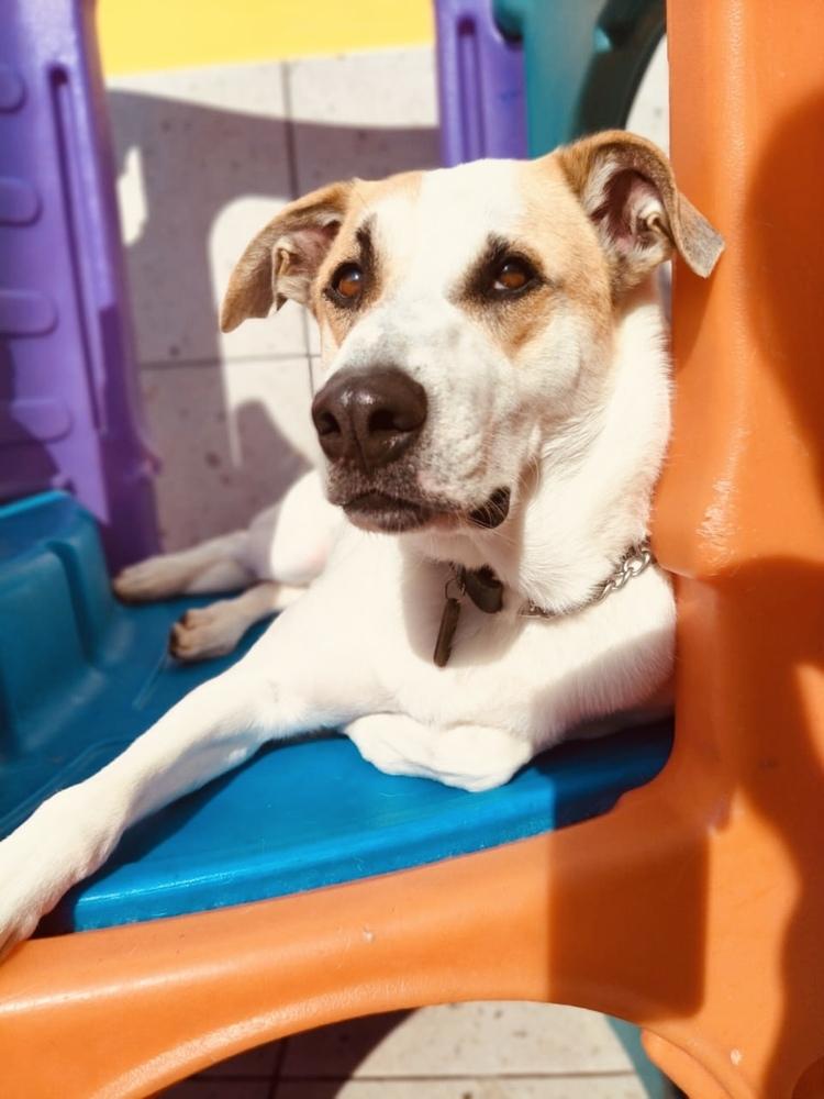MATEO, a Adoptable mixed breed in Langley, BC image 6/6